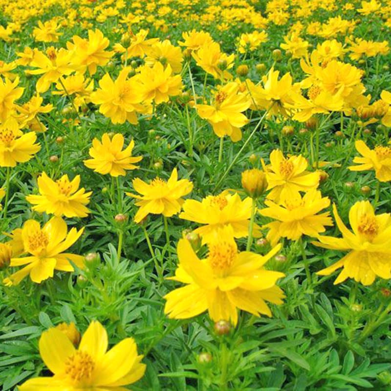 Trà hoa cánh bướm